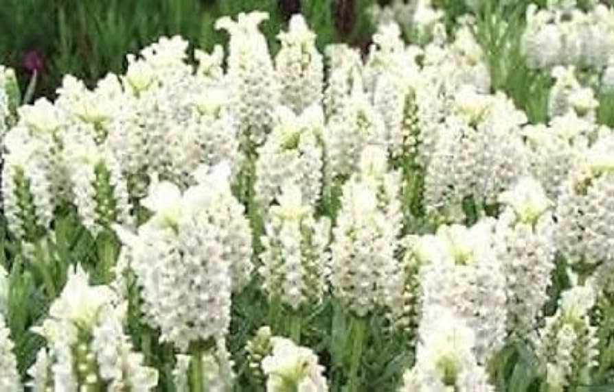Light Yellow Lavender (Lavandula spp.) for bonsai and herbal tea garden