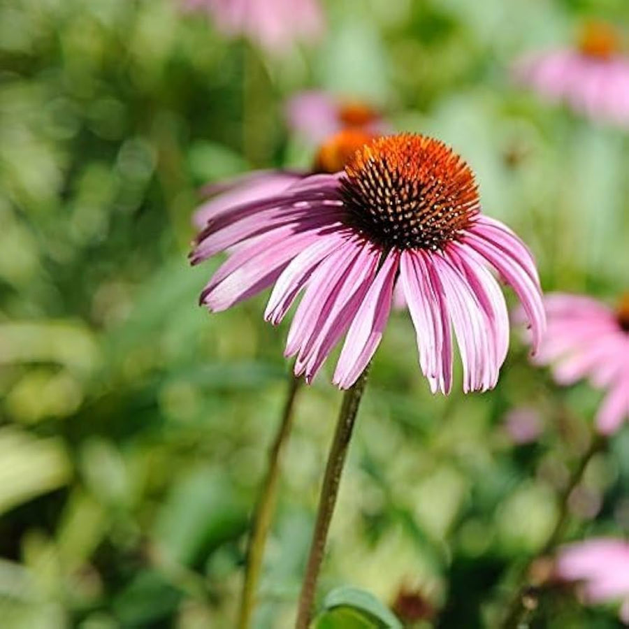 Echinacea Secret Affair Chrysanthemum Echinacea purpurea for planting in flower bed