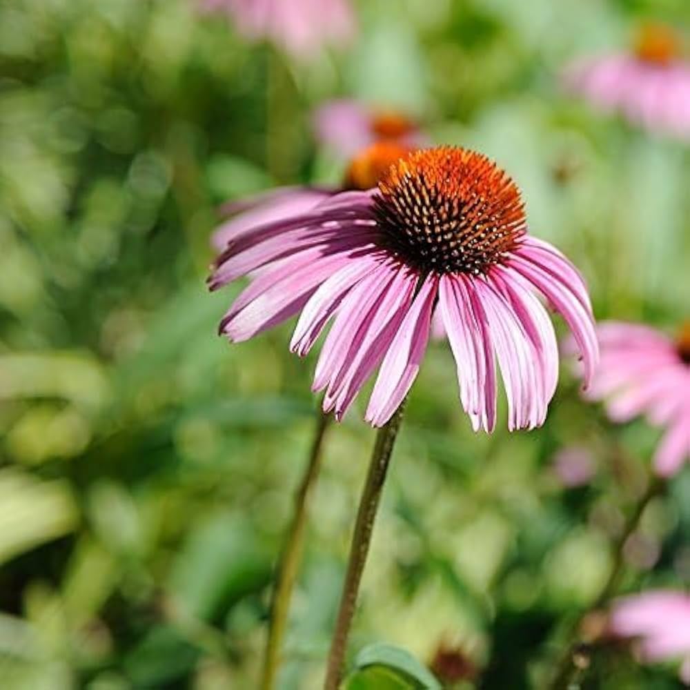 Echinacea Luster Mix seeds â€“ colorful coneflower mix for perennial beds