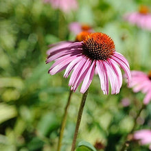 Heirloom Roter Rubin Echinacea Perennial Sonnenhut Seeds known for beautiful, Long-Lasting Purple Blooms