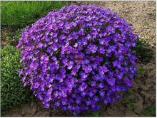 Rock Cress Flower for Green and Yellow Garden Seeds for a bright addition to the Yellow Garden