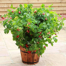 Balcony potted edible red berry seeds for indoor garden
