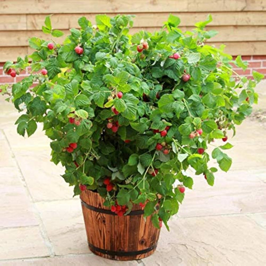 Balcony potted edible red berry seeds for indoor garden