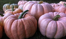 Pink Pumpkin Seeds for growers stocking a kitchen garden