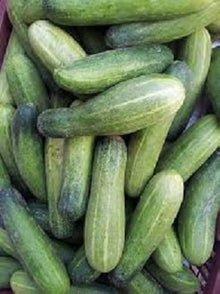 Dutch Cucumber Seeds for growers stocking the Vegetable Home Garden