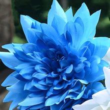 Blue Fireball Dahlia Seeds for colorful blooms in the Garden