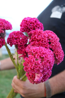 Celosia Century Rose Seeds for a lasting display in the Flower Summer Borders