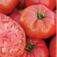 Organic Mortgage Lifter Tomato Seeds for growers stocking the Your Garden