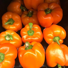 USA F Hybrid Mini Orange Pepper Seeds for a reliable harvest in the Urban Garden