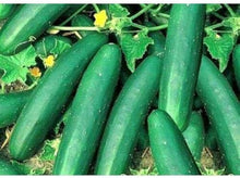 Straight Eight Cucumber Seeds known for gardening