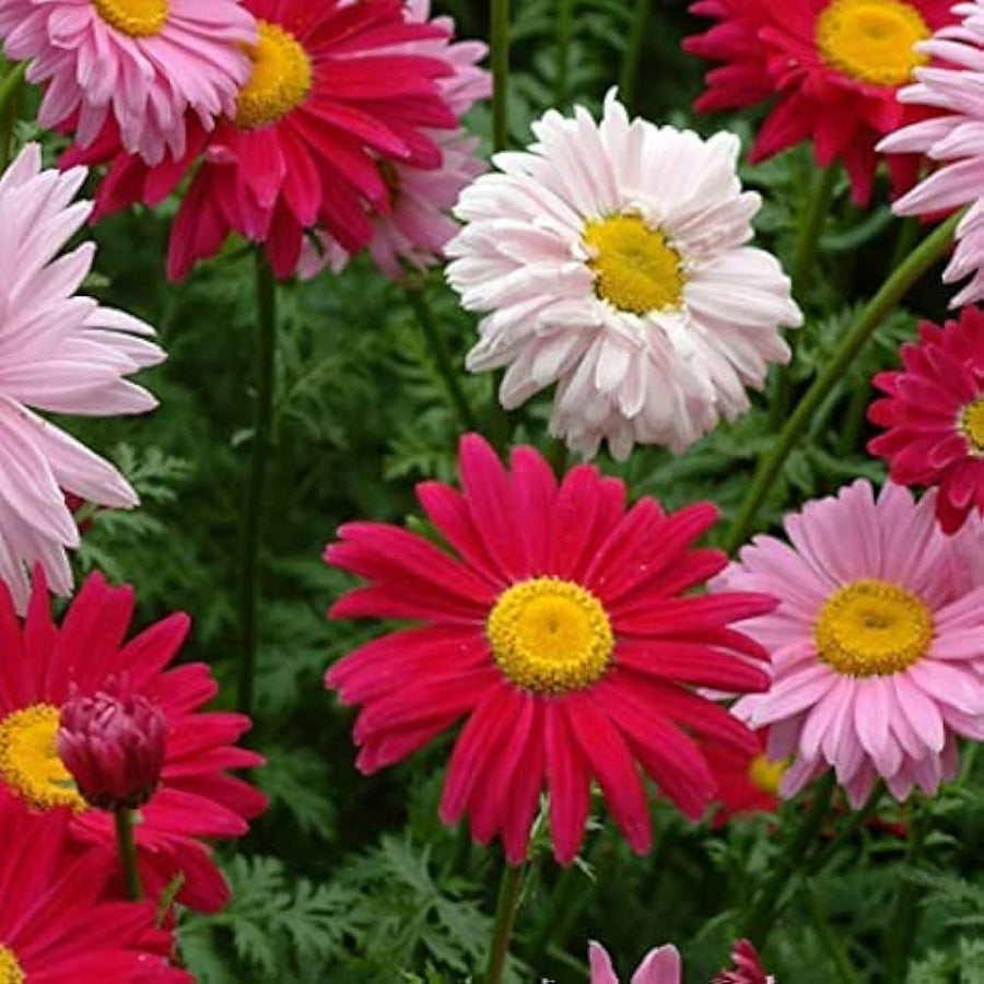Chrysanthemum indicum bonsai seeds for flower garden