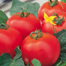 Tarasenko Anniversary Tomato Seeds (Solanum lycopersicum) for productive rows in the productive kitchen gardens
