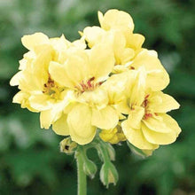 Ringo 2000 deep rose geranium Pelargonium × hortorum flower Seeds for a bright addition to the home gardens