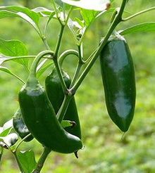 Jalapeno Hybrid Seeds (Capsicum annuum) for a reliable harvest in the Garden