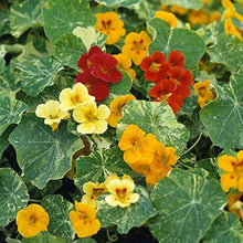 Nasturtium Whirly Bird Mix Seeds for gardeners building out beds and borders