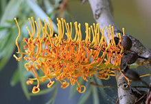 Grevillea Seeds (Grevillea spp.) for a lasting display in the Tropical Garden