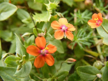 Anagallis Arvensis - Pimpernel Caerulea Blaulicht Annual Seeds for growers seeking a long-blooming display