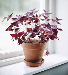Black Oxalis Seeds for long-term planting in the yard