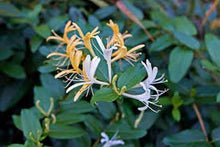 Lonicera Japonica Seeds (Lonicera japonica) for growers filling out the fences and garden trellises
