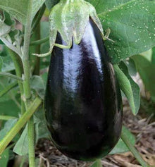 Heirloom Florida Market Eggplant Seeds prized among growers for large Fruit Tall Plants