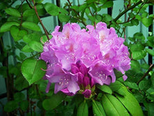 Azalea Seeds for gardeners building out beds and borders