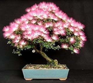 Albizia Flower Mimosa Seeds â€“ Rare Silk Tree for Bonsai and Landscape Beauty