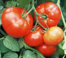 Tomato Seeds (Solanum lycopersicum) for a reliable harvest in the Siletz Variety in Home Garden