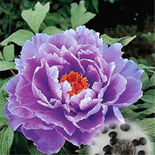 Peony Seeds (Paeonia lactiflora) for seasonal color across the backyard garden planting