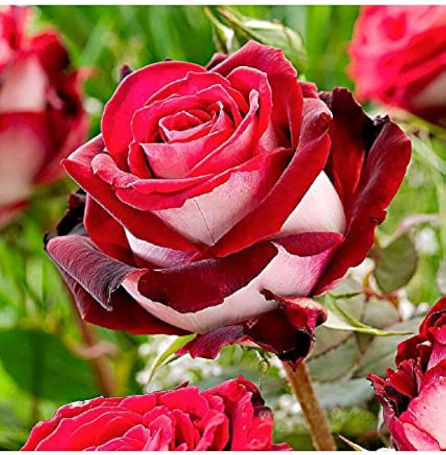 Osiria rose seeds with red, burgundy, and white flowers