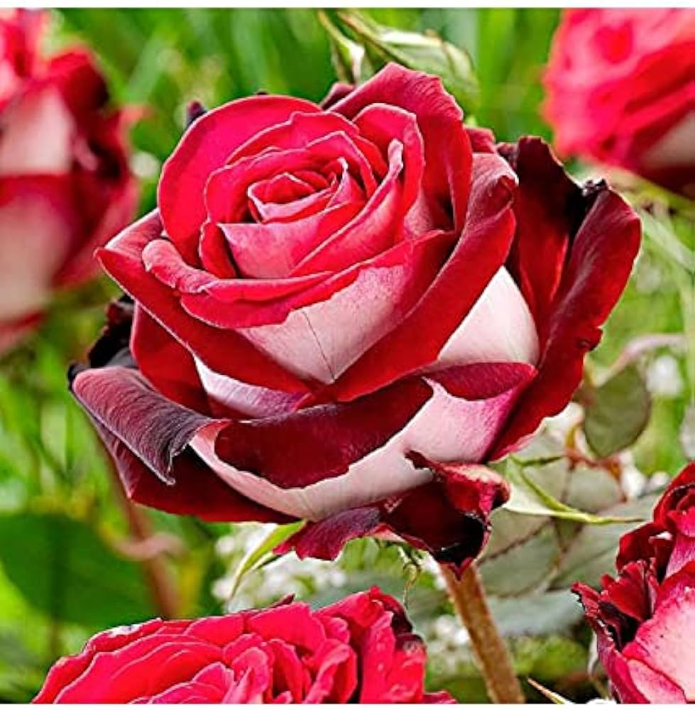 Rose Rosa Hybrida Rare Flower Seeds for Planting – Ideal for Decorative Home Garden and Indoor Pots