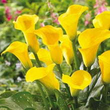 Lily Zantedeschia Aethiopica Giant Calla Seeds for a lasting display in the Garden Ornamental Pots