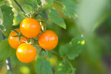 Orange Tomato Seeds (Solanum lycopersicum) for a fresh homegrown crop from the home gardens and kitchen gardens