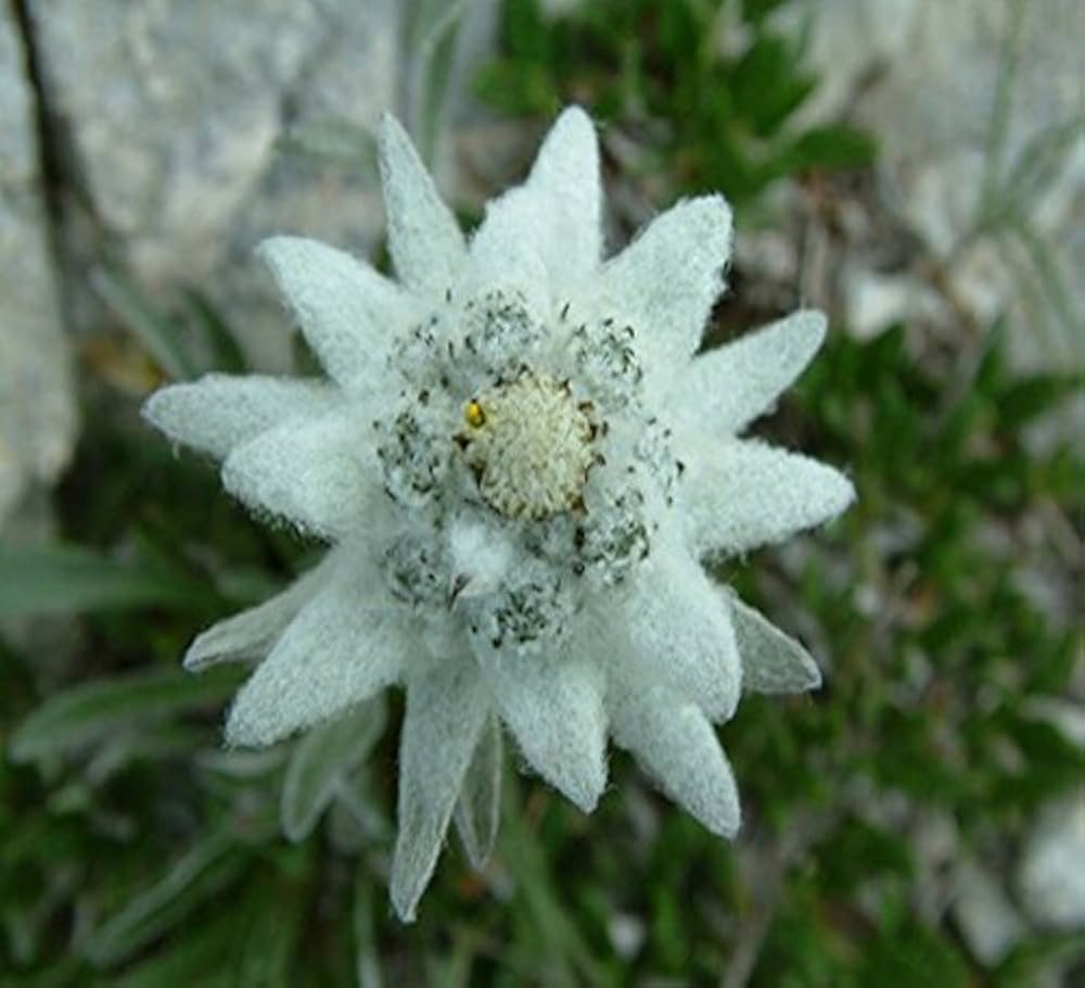 Edelweiss Leontopodium Alpinum Alpine Flower - for planting in home garden