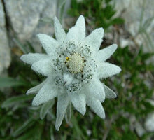 Edelweiss Seeds for a bright addition to the Rock Gardens