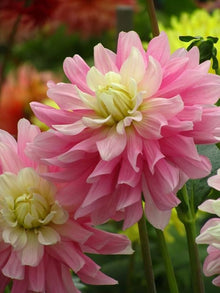 Dahlia Semillas Seeds for seasonal color across the Orange Garden