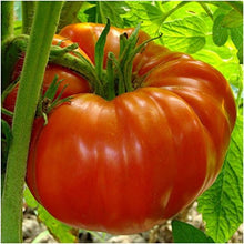 Tomtato Seeds (Potatoes from) for reliable seasonal color