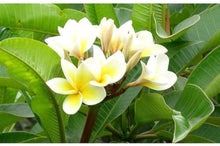 Frangipani Plumeria Rubra Seeds, M Lang Es Hawaii Lei Flower   Ornamental Garden Plant Garden Plant Seeds