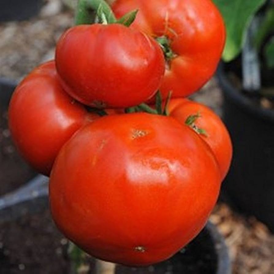 Carmello (Tomato Seeds – French Gourmet Hybrid with Juicy Texture) for planting in garden