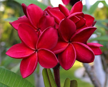 Plumeria (Frangipani Seeds valued for exotic Flowering Hawaiian Lei Decoration