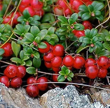 Vaccinium Vitas-Idaea Mountain Cranberry seeds