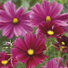 Cosmos Rubenza Seeds for a lasting display in the Wildflower Meadow Garden Borders