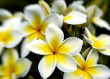 Plumeria Rubra Mixed Seeds for reliable seasonal color
