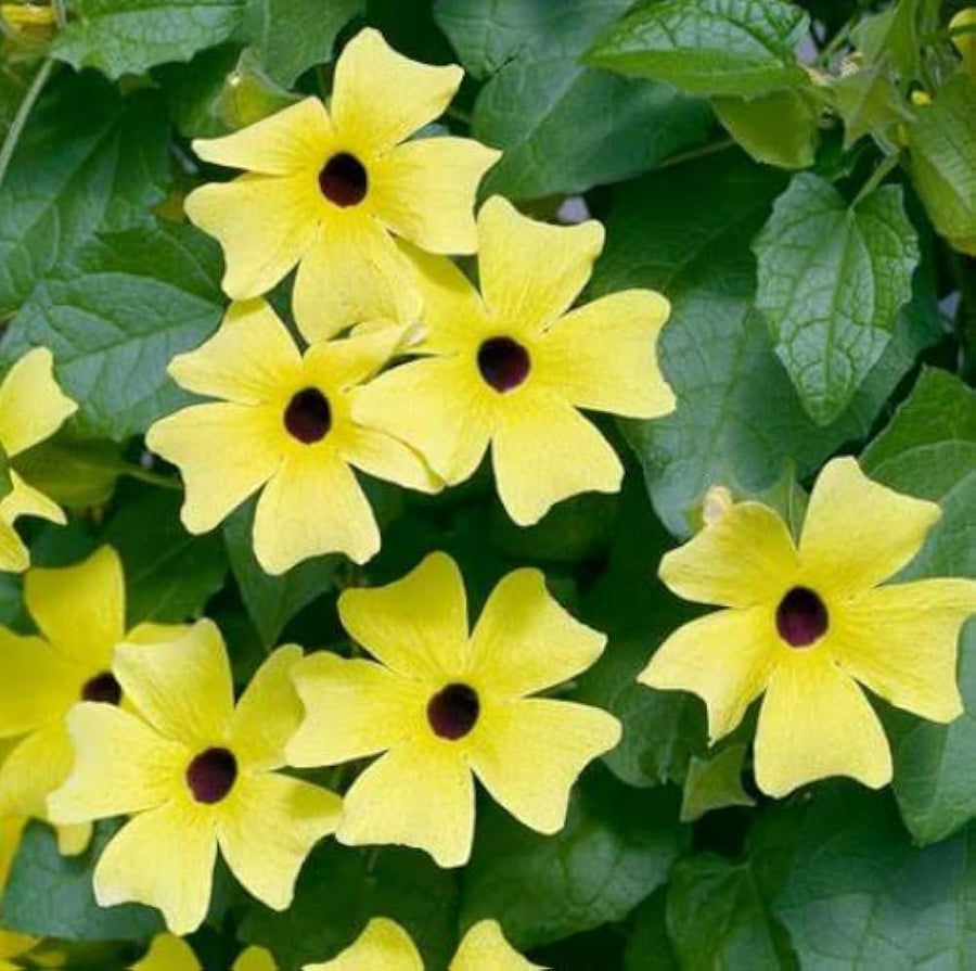 Black Eyed Susan seeds ��������� Rudbeckia hirta ��������� for planting in flower garden