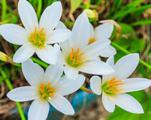 Lily Lilium Asiaticum flower seeds for planting in home garden borders and vertical garden containers - for planting in home garden