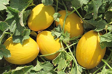 Canary Melon Seeds (Cucumis melo) for growers stocking the Vegetable Patch