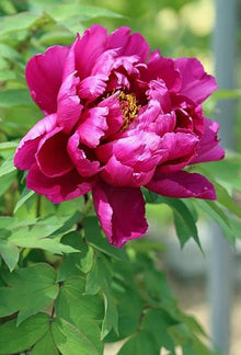 Peony Root Seeds (Paeonia suffruticosa) for seasonal color across the Flower Beds or Courtyard Garden