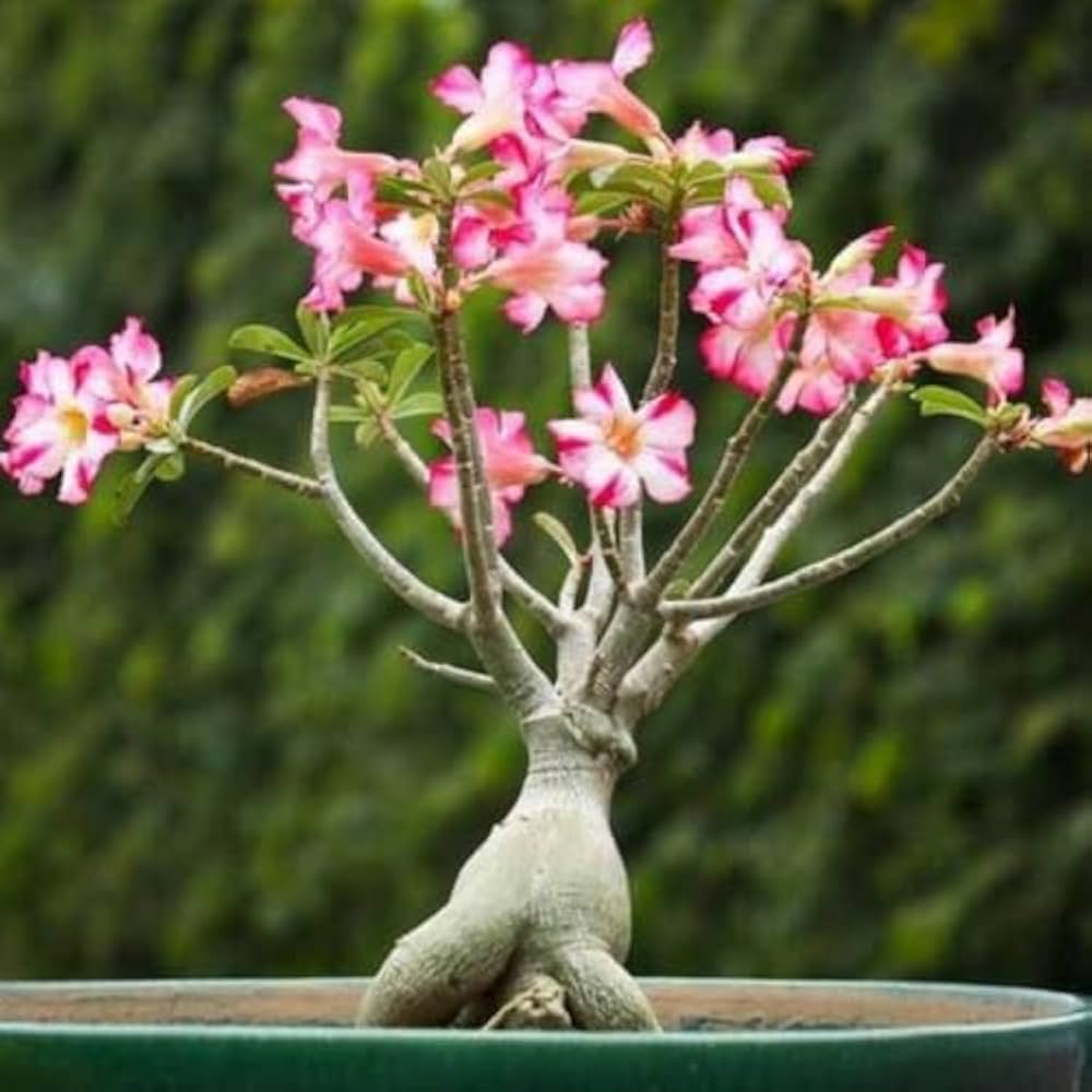 Rose Rosa Hybrida Miniature Bonsai Flower Seeds for Planting – Great for Indoor Pots and Decorative Gardening