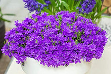 Velvet Bellflower Seeds (Campanula spp.) for long-term planting in the indoor pots and balcony planting