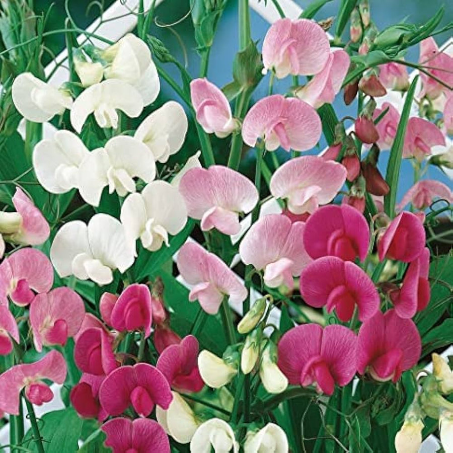 Sweet Pea Lathyrus Odoratus Seeds for planting in flower bed