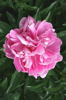 Peony Paeonia Lactiflora Ypink Seeds valued for backyard Seasonal Blooms